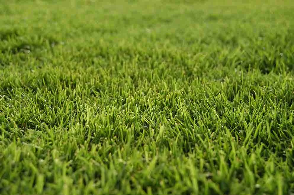 Dense low-cut Bermuda turf