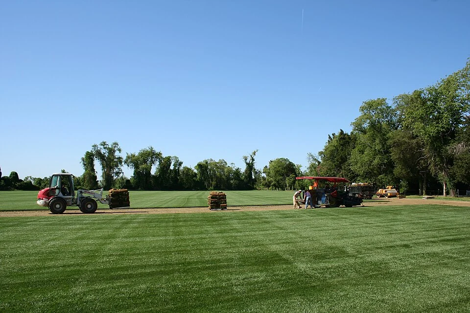 Turf being harvested at a professional sod farm