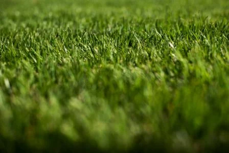 Close view of dense Zoysia turf